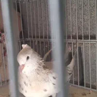 شازده هفرنگ سینه سیاه