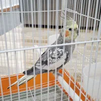 عروس هلندی نر