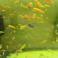 پخش زبرا رنگی مولد|ماهی|اردبیل, |دیوار