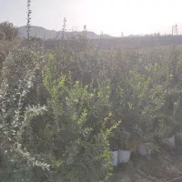 نهال انار واندر فول|گل و گیاه طبیعی|تهران, جوادیه|دیوار