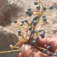 سلام‌کلخونگ‌ترتازه‌.کیلو550