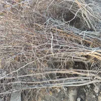 عناب،زرشک پفکی قرمز مشهد در گلخانه ضامن آهو