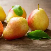 پیشفروش نهال گلابی بارتلت بصورت