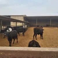 ۲۲ راس گوساله لاغر