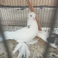 کبوتر کاکل پر پا