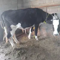 گاو گوساله تلیسه شکم اول سیمنتال درجه1|حیوانات مزرعه|تبریز, |دیوار