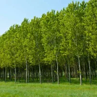 عرضه نــهال بــادام،گــردو،زرد آلو والــو|خدمات باغبانی و درختکاری|کامیاران, |دیوار