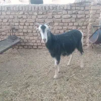 3 راس بزغاله ماده عالی|حیوانات مزرعه|جوادآباد, |دیوار