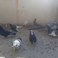 کفتر کبوتر|پرنده|شیراز, ویلاشهر|دیوار