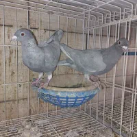 کفتر الماسی پلاکی|پرنده|شیراز, دشت چنار|دیوار