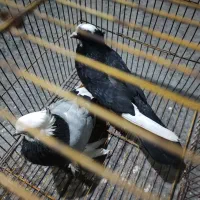 کبوتر شازده|پرنده|بندرعباس, |دیوار