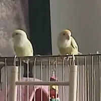 یک جفت طوطی برزیلی|پرنده|کرج, برغان|دیوار