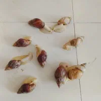 حلزون آلبینو و آچیلا|خزنده|قزوین, |دیوار