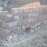 ماده سبز|پرنده|صابری, |دیوار