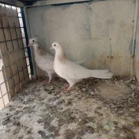 کفتر پرشی|پرنده|کرج, ساسانی (قلمستان)|دیوار