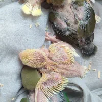 کوتوله سرلاکی دستی