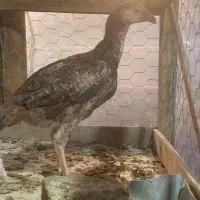 سه عدد جوجه لاری اصیل