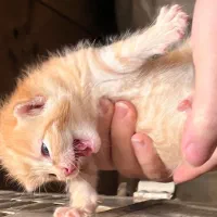 به سرپرستی گرفتن گربه