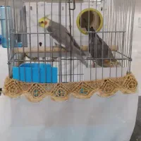 عروس هلندی مولد