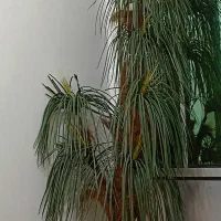 درخت نخل|گل مصنوعی|مریوان, |دیوار