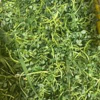 سبزی خرد شده|خوردنی و آشامیدنی|تهران, هفده شهریور|دیوار