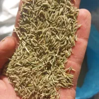 زیره سبز هرات