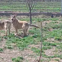 سگ سرابی توله