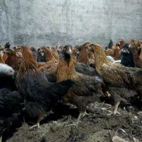 فروش ویژه مرغ جوان بومی گلپایگانی مخصوص تخمگذاری|حیوانات مزرعه|کاشان, خرمدشت|دیوار