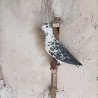 کبوتر پلاکی کشکی سینه سفید .کفتر