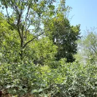 فروش باغ ۸۴۰ متری در تهران-سند-حق آبه-دیوارکشی‌شده|فروش زمین و ملک کلنگی|تهران, شهران شمالی|دیوار
