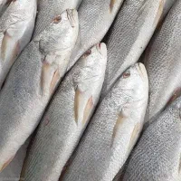 فروش ماهی جنوب