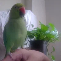 ملنگو رام رام سخنگو