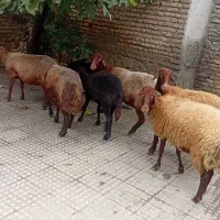گوسفند