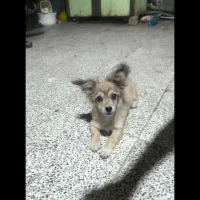 سگ اسپیتز 3 ماه