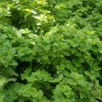 گیاه داوودی|گل و گیاه طبیعی|تهران, عباس‌آباد|دیوار