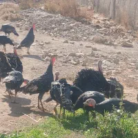 بوقلمون نر و ماده به قیمت‌های مناسب