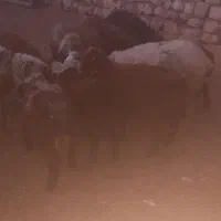 بره ،میش،گوسفند
