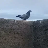 کبوتر ماده پر بازی کن بشرط اسمون