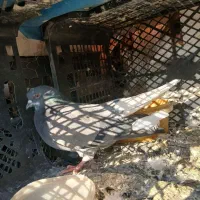 کفتر|پرنده|نظرآباد, شهرک فرهنگیان|دیوار