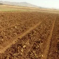 زمین کشاورزی