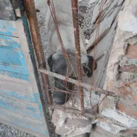 ماده عراقی|سگ|اردبیل, |دیوار