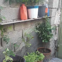 نهال وگل|گل مصنوعی|ایلام, |دیوار