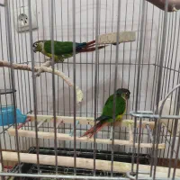 پرنده گرینچیک مولد|پرنده|مبارکه, |دیوار