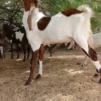 نری پاکستانی دوساله