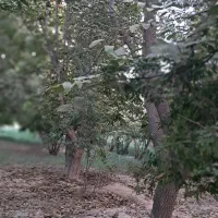 باغ، سنددار ، حریم شهرپیشوا ، نزدیک به امکانات|فروش خانه و ویلا|پیشوا, |دیوار