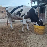 گاو وگوساله