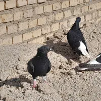 کبوتر اشعل