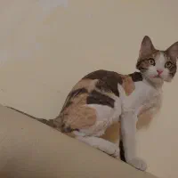 سه عدد گربه عقیم شده واکسناسیون کامل 6ماه واگذاری|گربه|پرند, فاز ۶|دیوار