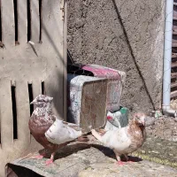 کفتر|پرنده|شیراز, کوشک میدان|دیوار