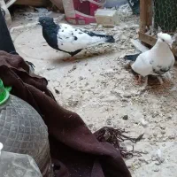 نر ماده سینه دم سیاه و ماده سینه ای|پرنده|آفتاب, |دیوار